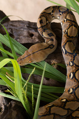 Boa portrait, Boa constrictor snake on tree branch
