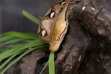 Boa portrait, Boa constrictor snake on tree branch