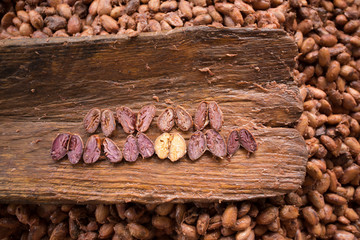 Choosing raw cacao beans with hand of man
