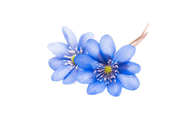 Obraz premium hepatica nobilis isolated