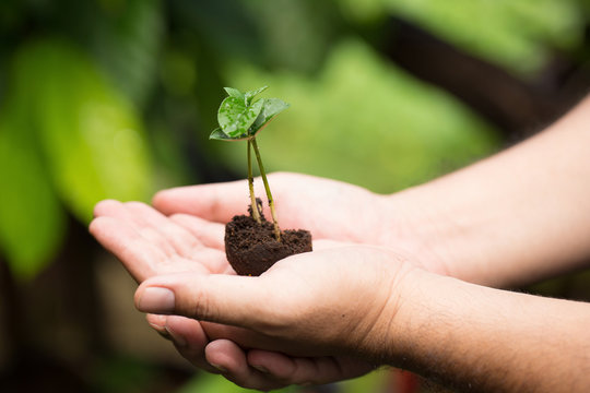 Image of male hands transplanting young plant