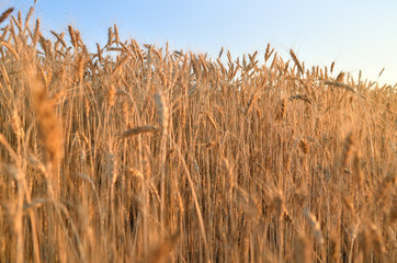 Fototapeta premium Barley field under the sunshine