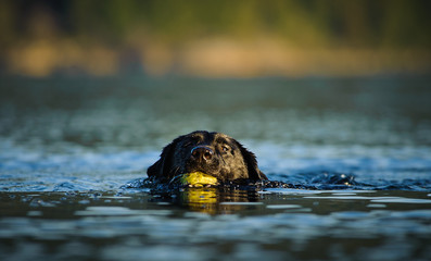 Black Labrador Retriever dog  swimming with ball
