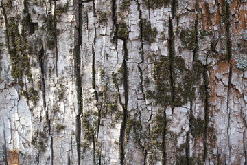 Spots of moss on bark of cottonwood tree