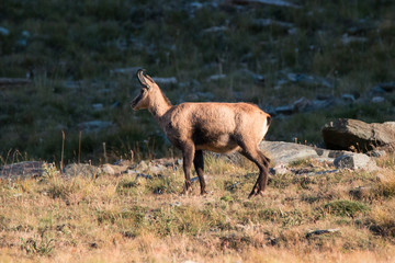Camoscio (Rupicapra rupicapra) in Valnontey, nel Parco Nazionale del Gran Paradiso