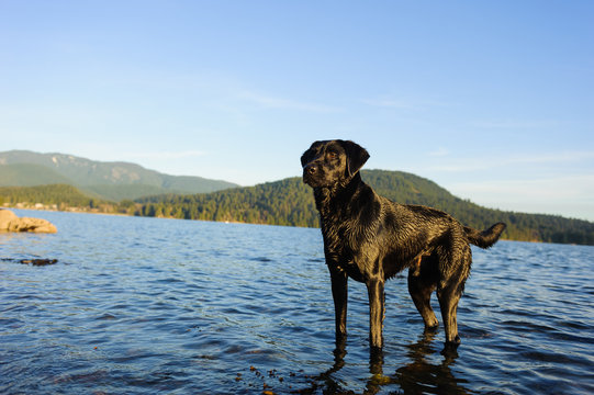 Black Labrador Retriever dog standing in mountain lake 