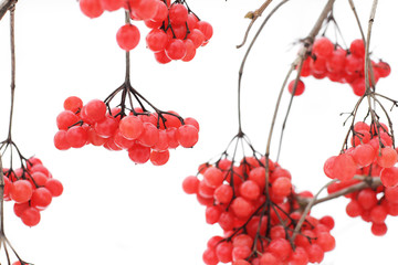 Fototapeta premium Viburnum In The Snow