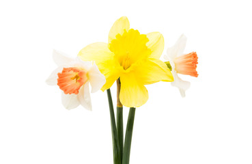 daffodil isolated