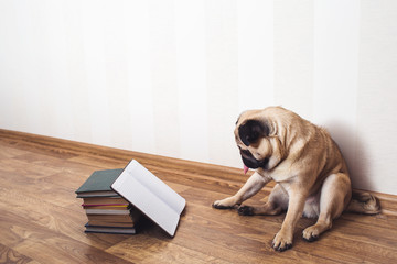 A pug dog with his tongue hanging out sits on the floor beside the books. The dog is reading.