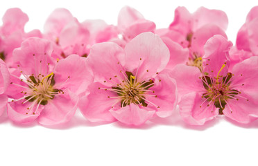 Sakura flowers isolated