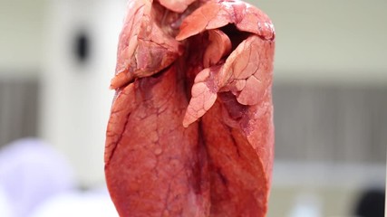 Lungs and Respiratory System for education in Lab.