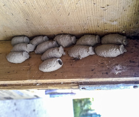 The wasp's nest is a parasite. Linen cocoons for larvae.