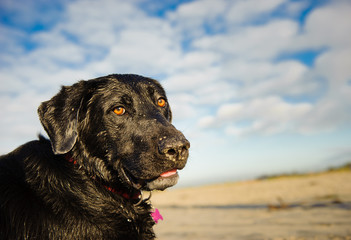 Black Labrador Retriever dog outdoor portrait against blue sky and clouds