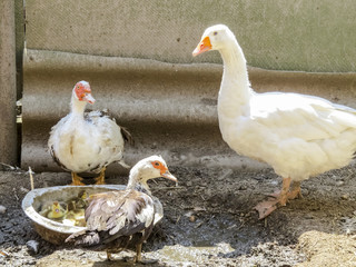 Goose and ducks in the bird's yard.