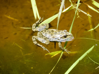 The Green Frog. The amphibian frog is ordinary.