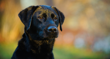 Black Labrador Retriever dog outdoor portrait at park