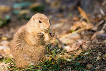 prairie dog eating