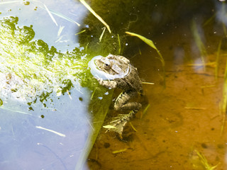The Green Frog. The amphibian frog is ordinary.