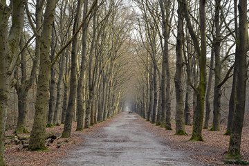 Trees in the woods forest