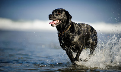 Black Labrador Retriever dog outdoor portrait running in ocean water