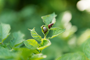 green potatoes growing