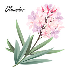 Oleander (Nerium oleander). Hand drawn vector illustration of oleander branch with pink flowers on white background.