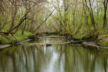 River in green forest on spring