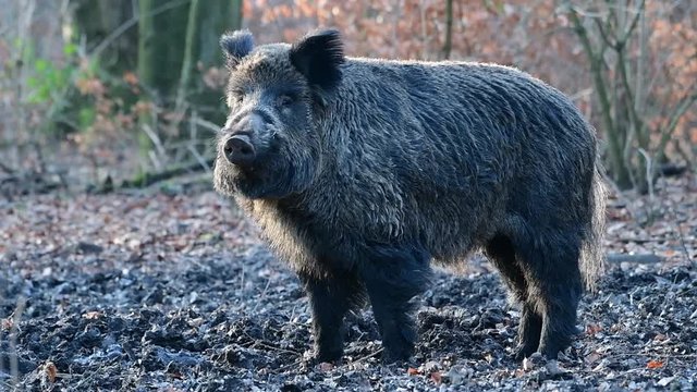 Wildschwein Keiler im Wald, Schwarzwild, Januar, (Sus scrofa)