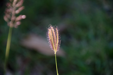 Obraz premium Pole trawy z natura rozmycie tła