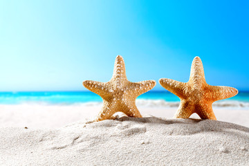 beautiful sea shells on the seashore with room for a product or advertising text  