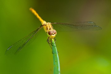 Southern Darter (Sympetrum meridionale)