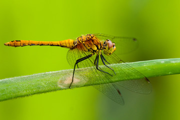 Ruddy Darter Dragonfly