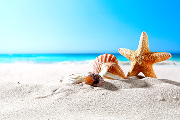 beautiful sea shells on the seashore with room for a product or advertising text  