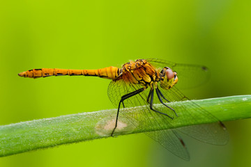Ruddy Darter Dragonfly