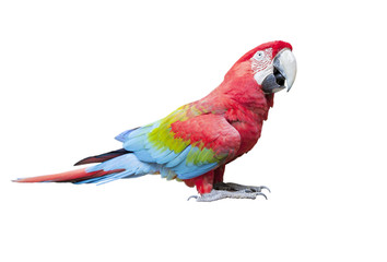 Fototapeta premium widok z boku całe ciało szkarłatny, czerwony ptak ara na białym tle