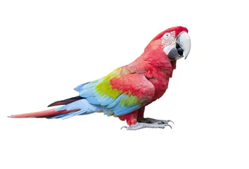 Foto op Plexiglas side view full body of scarlet ,red macaw bird isolated white background © stockphoto mania