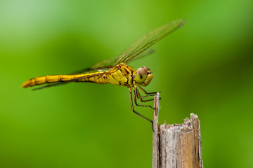 Southern Darter (Sympetrum meridionale)