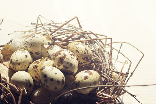 Guail eggs in a decorative nest on the wooden white table. Easter concept