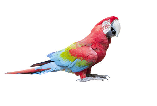 side view full body of scarlet ,red macaw bird isolated white background