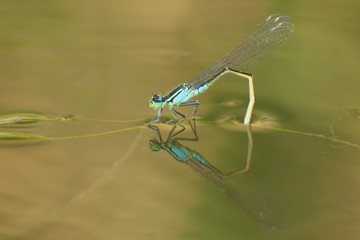 Blue Tailed Dragonfly