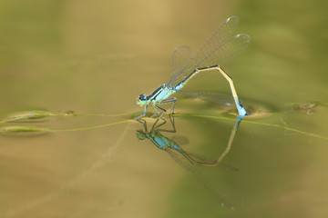 Blue Tailed Dragonfly