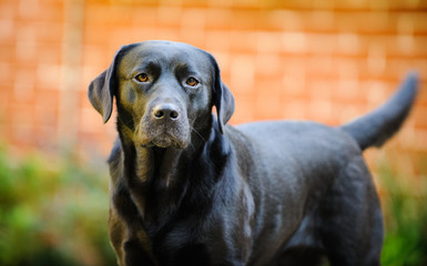 Black Labrador Retriever dog outdoor portrait against brick wall