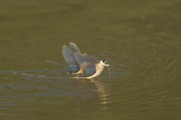 Fototapeta premium Mayflies emerging