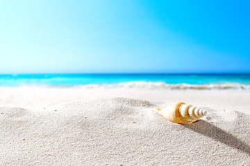 beautiful sea shells on the seashore with room for a product or advertising text  