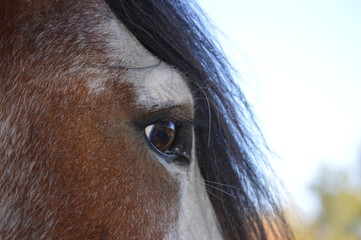Clydesdale Eye