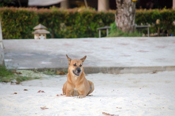 A dog lying on sand at the beach with sad eyes . poor solitude dog on the beach.  sad dog