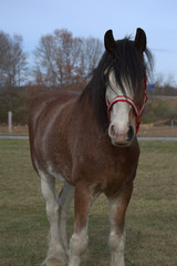 Bogey the Clydesdale