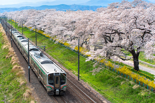Fototapeta Train on the railroad track with a row of cherry trees, This area is popular sakura spot at funaoaka Sendai, Japan