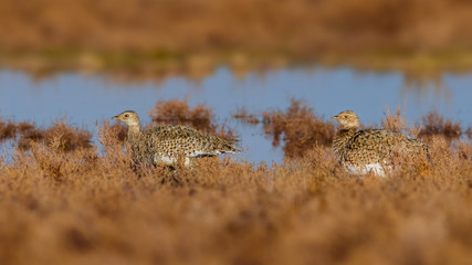 A couple of Little Bustard - winter visitors to Greece