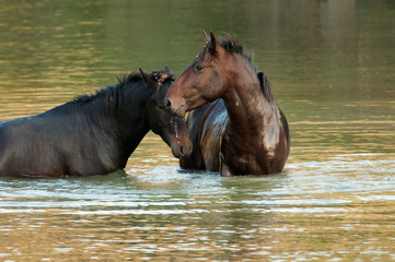 Fototapeta premium Wild Horse
